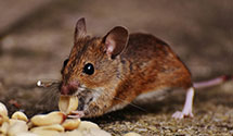 24 Hour & Emergency Exterminators in Derby, MS